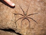 00396-2272 Spider in Kenyalang Cave - Photo by Garry K Smith